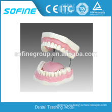 Proveedor de China Precio baratos dientes y modelos dentales